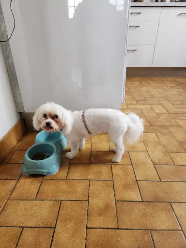 Au Plaisir du Chien