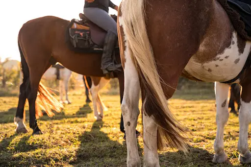 Cheval Voyages - Gîtes Ferme d'Hermance