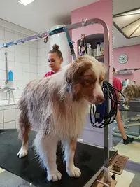 Aquazone Style Dog