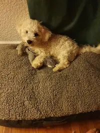 Dog A Chat