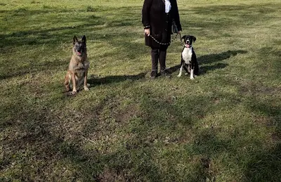 Dogzway
