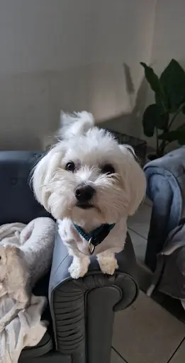 Élégance Canine Par Lou