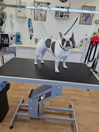 Canibrush