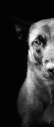 Educateur Canin Louviers Normandie