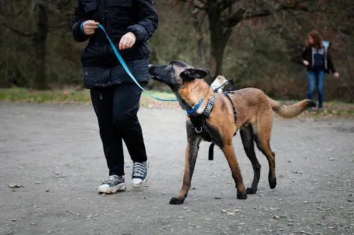 Sauv Age Éducation Canine