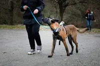 Sauv Age Éducation Canine