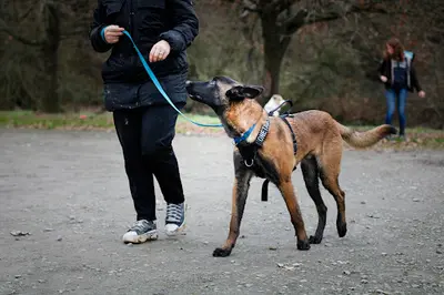 Sauv Age Éducation Canine