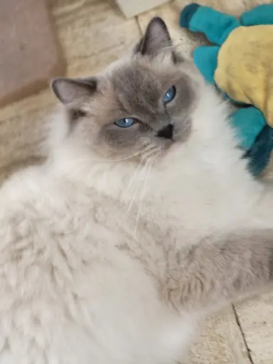 Chatterie du Domaine de Louvigny