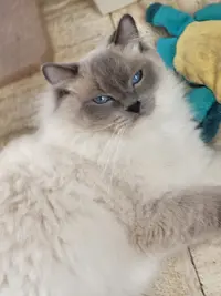 Chatterie du Domaine de Louvigny
