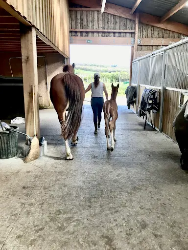 Haras D’orcé