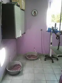 Beautiful Dog Toilettage Canin