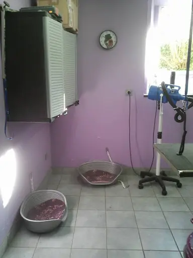 Beautiful Dog Toilettage Canin