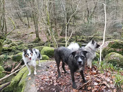 Amicalement Canin