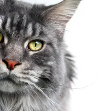 Chatterie des Coon du Beffroi : Élevage/vente de Chat/chaton Maine Coon Loof , Somme, Pas de Calais, Nord - Hauts-de-france