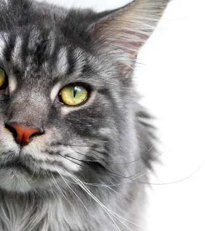 Chatterie des Coon du Beffroi : Élevage/vente de Chat/chaton Maine Coon Loof , Somme, Pas de Calais, Nord - Hauts-de-france