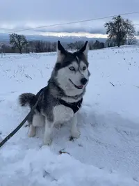 Le Domaine du Champ Soleil Pomsky