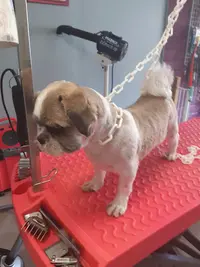 Salon de Toilettage "au Charme Canin"