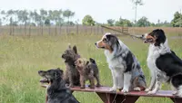 Cyn Éthique- Educateur Canin, Pension Canine