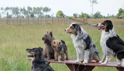 Cyn Éthique- Educateur Canin, Pension Canine