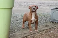 Of Atomic Dog