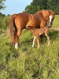 Haras de Bretagne
