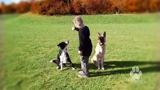 Dogs Nation - Éducateur Comportementaliste Canin & Éthologiste.