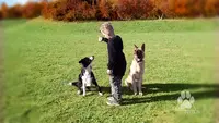 Dogs Nation - Éducateur Comportementaliste Canin & Éthologiste.