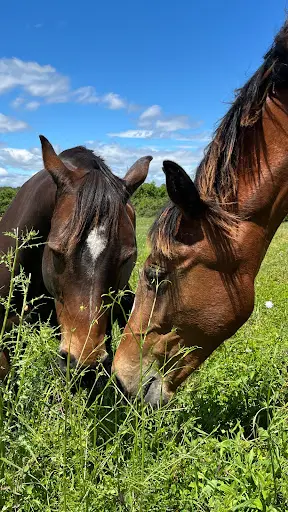 Haras des Mouettes