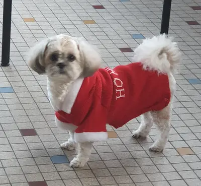 Dog 2000