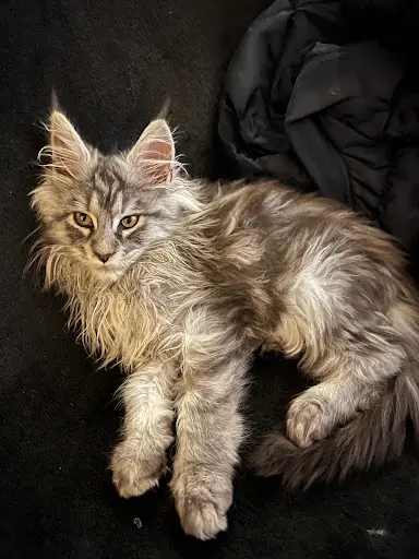 Kitten S Palace