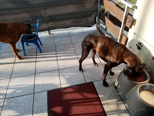 Comme À la Maison - Éducateur Canin Comportementaliste et Visites À Domicile