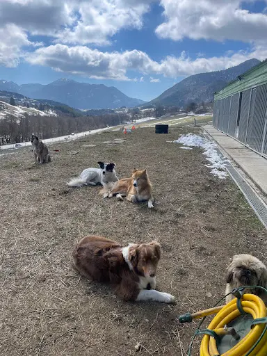 Emovere Canis — Pension Education Canine