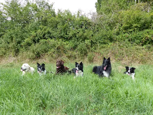 Chiens Zen