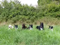 Chiens Zen