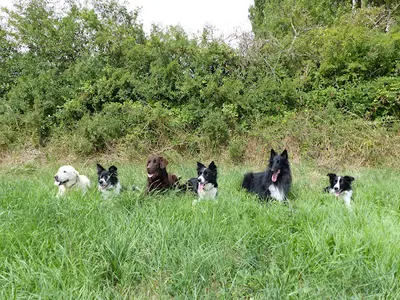 Chiens Zen