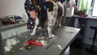 Animalchic