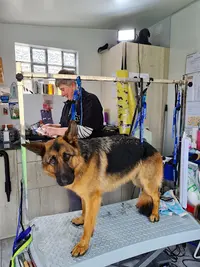 Au Bonheur des Chiens et Cie