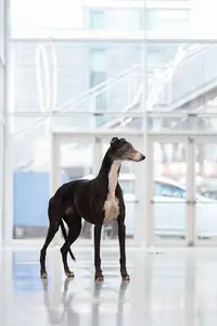 Christcile Greyhound