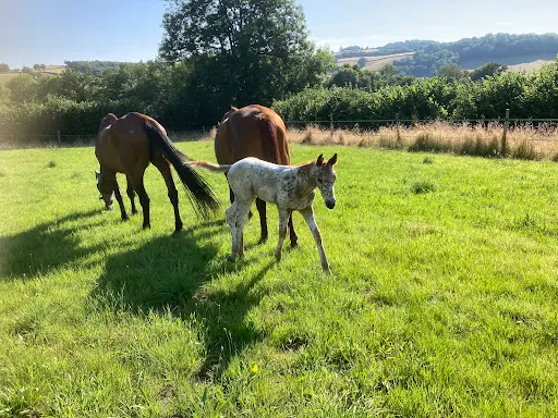 Haras au Coeur des Possibles