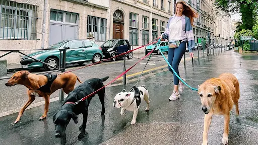 Lizzie Dogs