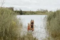 Avec Vous, Pour Eux : Comportementaliste Canin et Éducateur Canin