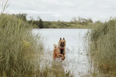 Avec Vous, Pour Eux : Comportementaliste Canin et Éducateur Canin