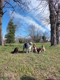La Petite Meute de Laura - Educateur Canin Lyon