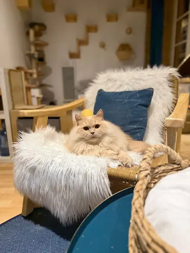 Devenir Un Cat