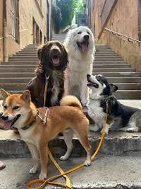 Mariiadogs - Educateur Canin Lyon