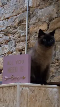Zoebonbon Garderie et Lodges Pour Chats Heureux