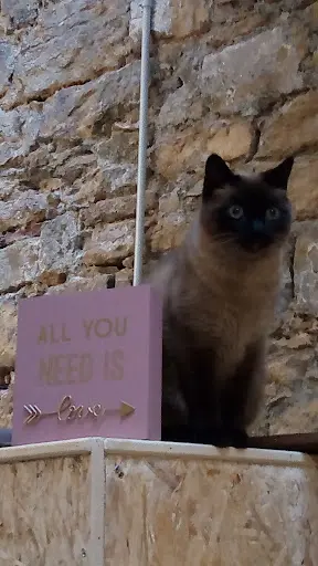 Zoebonbon Garderie et Lodges Pour Chats Heureux