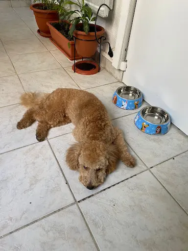 Bigoudi