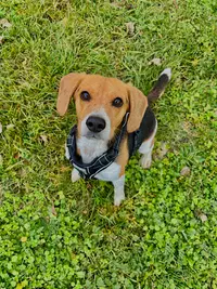 Alexis Amidog - Éducateur Comportementaliste Canin