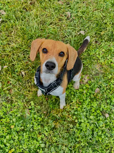 Alexis Amidog - Éducateur Comportementaliste Canin